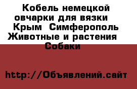 Кобель немецкой овчарки для вязки. - Крым, Симферополь Животные и растения » Собаки   